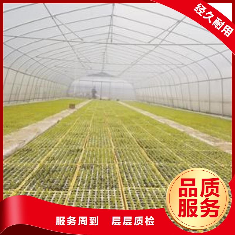 大棚管廠家現貨價格2025已更新