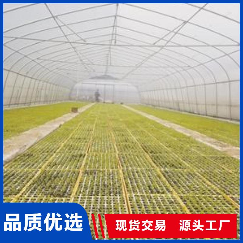 聞喜縣熱鍍鋅連棟大棚品質保障