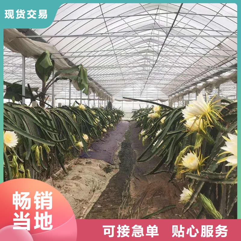 平和縣連棟大棚鋼管鍍鋅管免費(fèi)上門指導(dǎo)