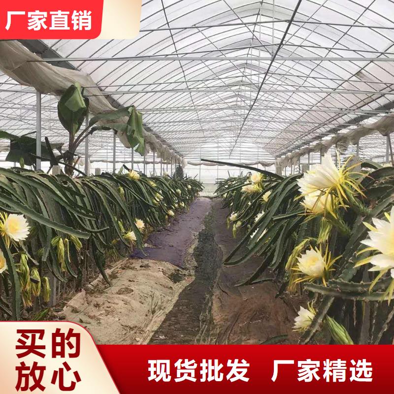 農(nóng)用大棚管廠家現(xiàn)貨供應,