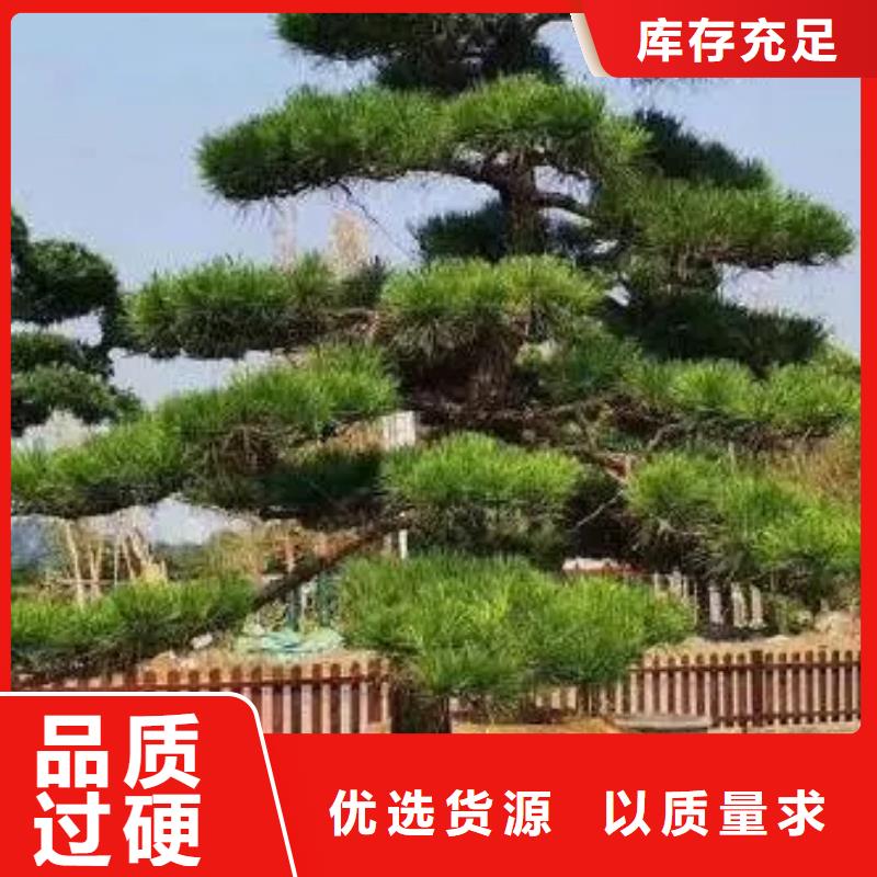 造型松造型松价格厂家十分靠谱