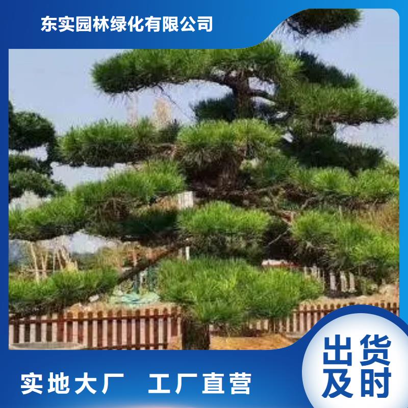 造型迎客松可隨時發貨