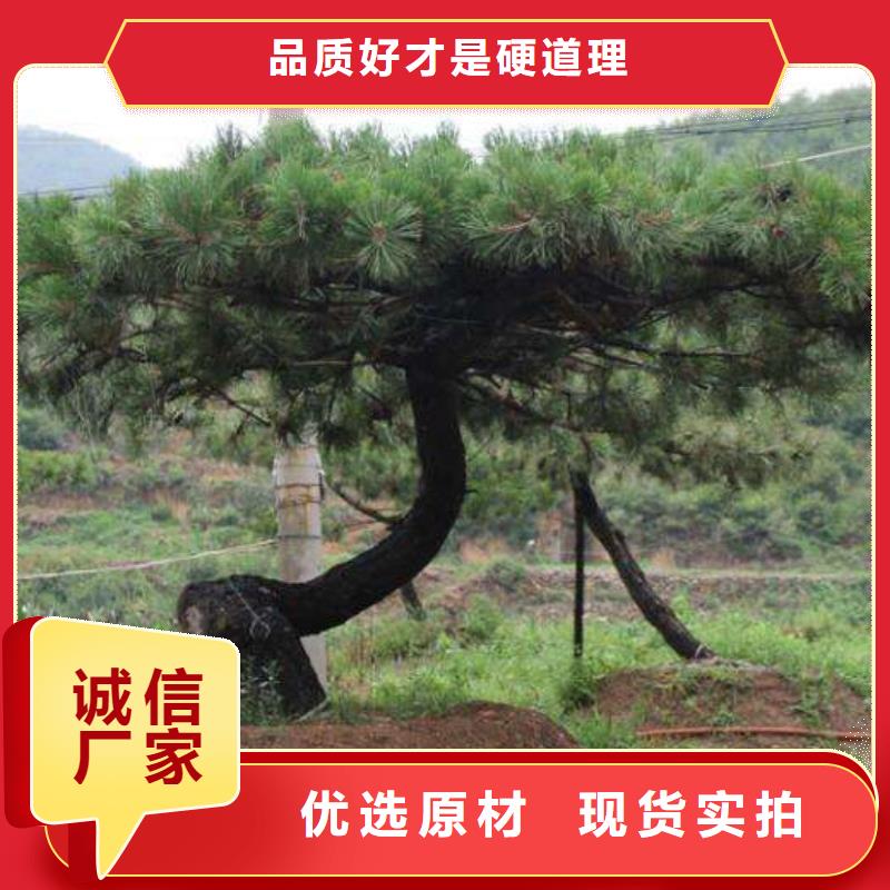 甄選：泰山松供應商