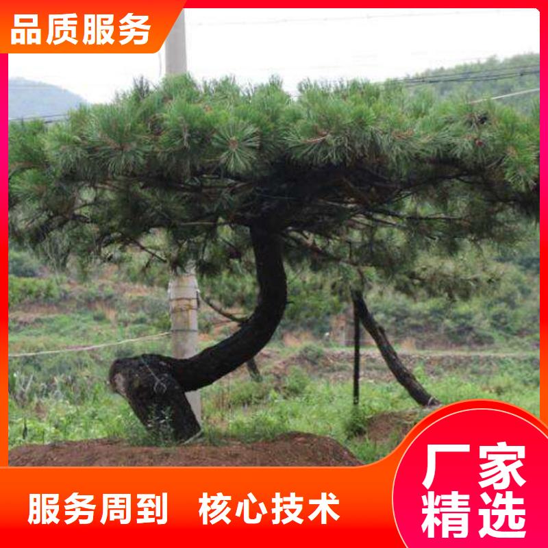 白沙縣景觀松經(jīng)久耐用