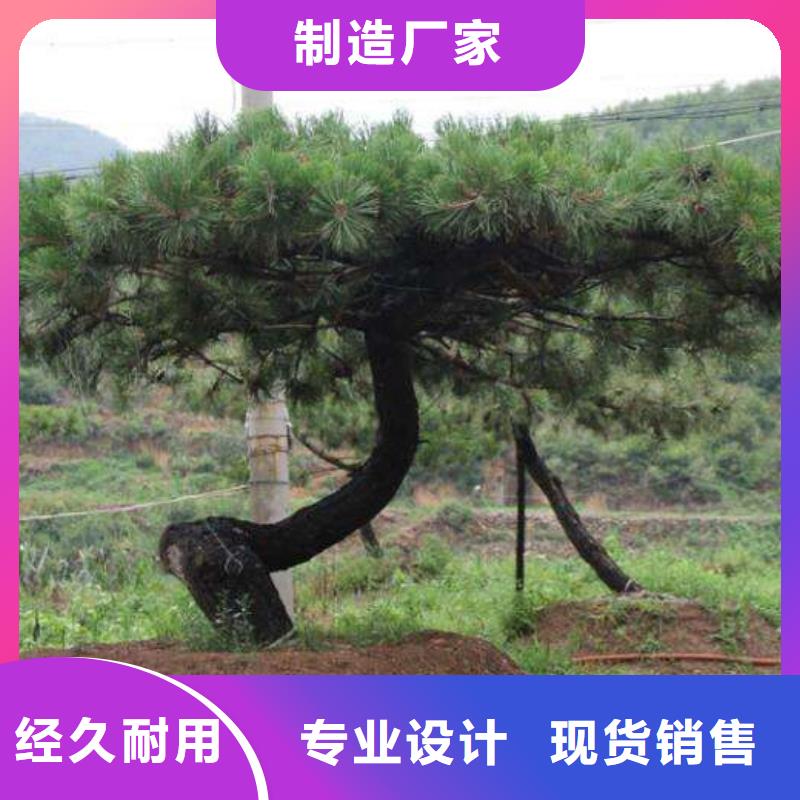 造型松奇石买的放心安兴用的舒心