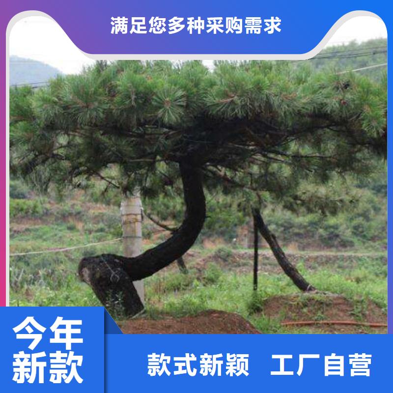 異型松制造廠商