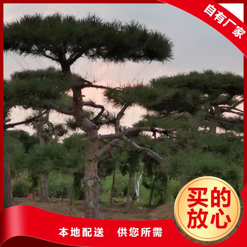  造型松用心经营