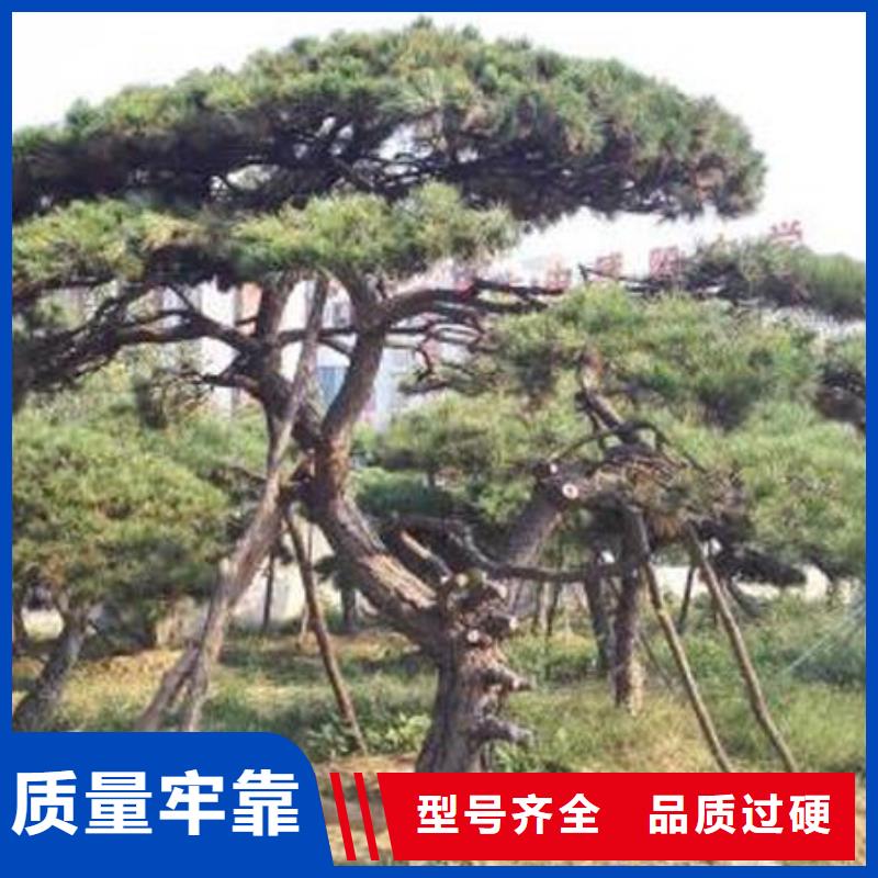 造型松造型油松滿足您多種采購(gòu)需求