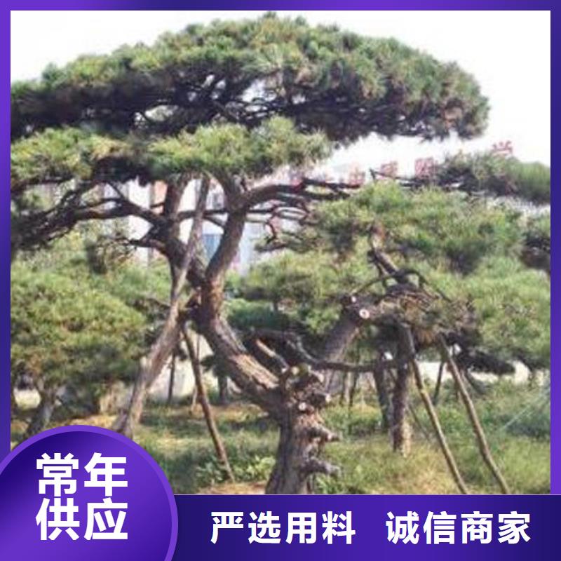 泰山松廠家送貨及時