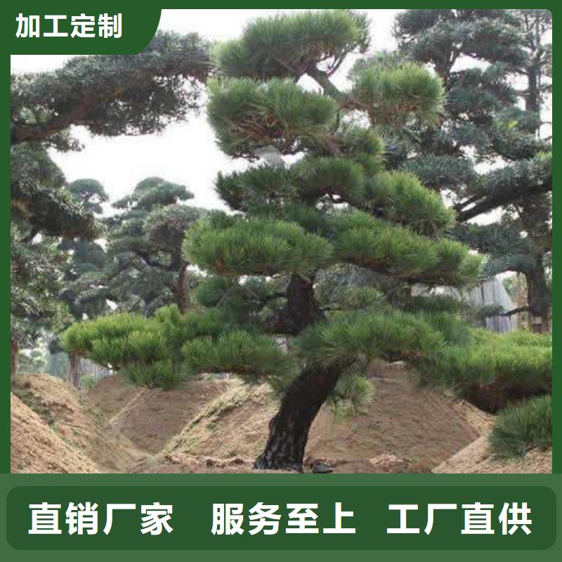 造型松_平頂松標準工藝