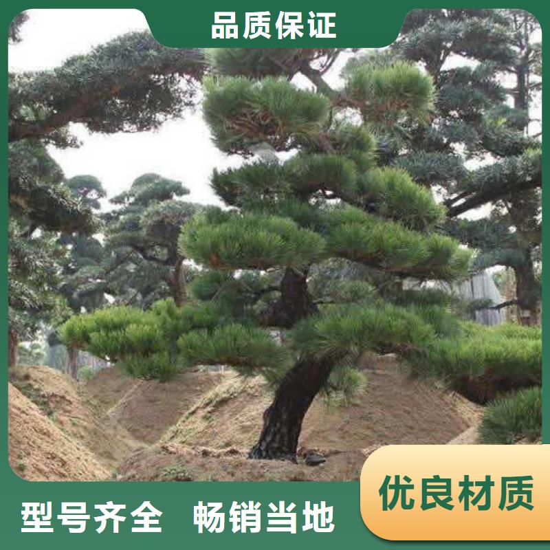  造型松打造行業品質