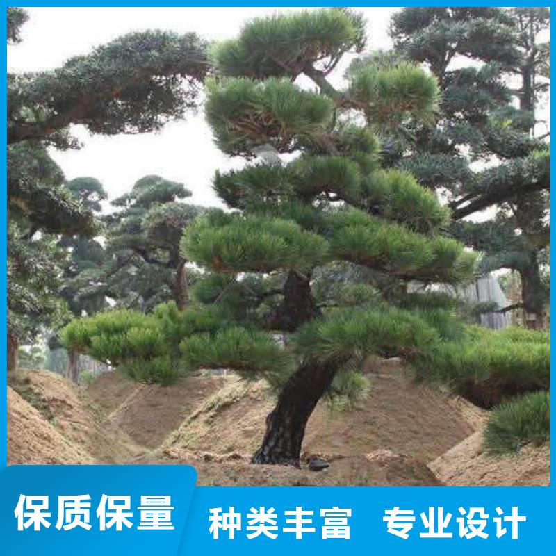  造型松用品质赢得客户信赖