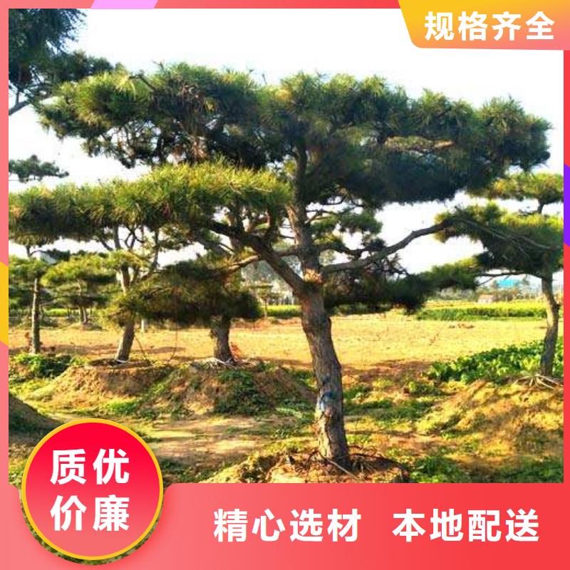 實(shí)力雄厚的造型松加工廠家