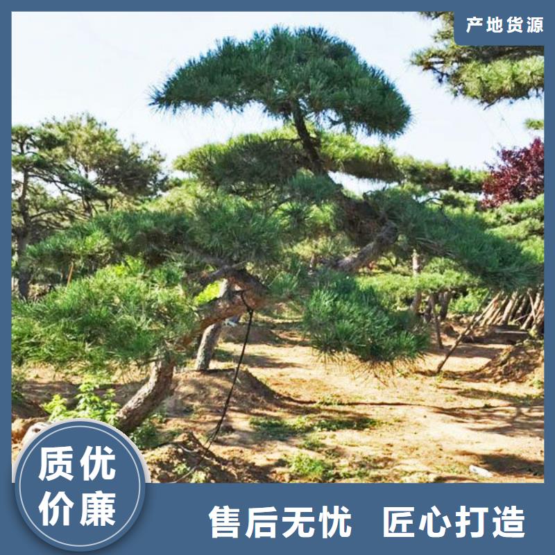 造型松造型松價格重信譽廠家