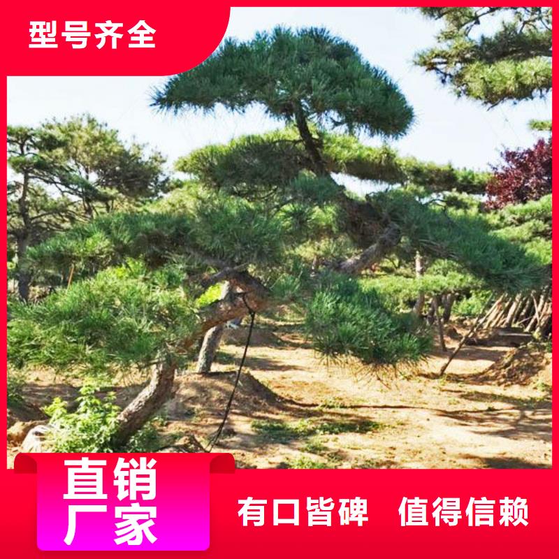 造型松盆景優選廠商