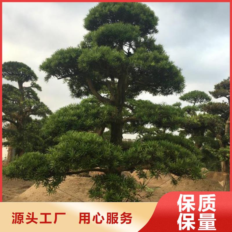 造型松奇石价格合理