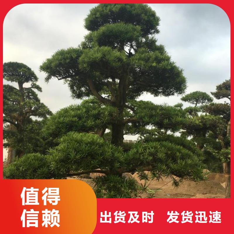 白沙縣景觀松經(jīng)久耐用