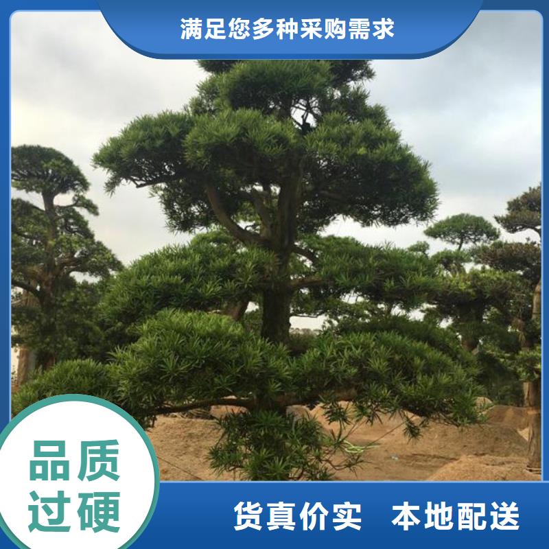 造型松盆景實(shí)力廠家