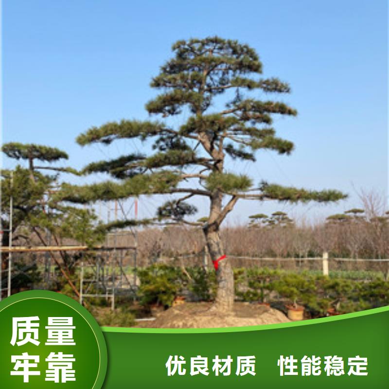 造型松多種款式可隨心選擇