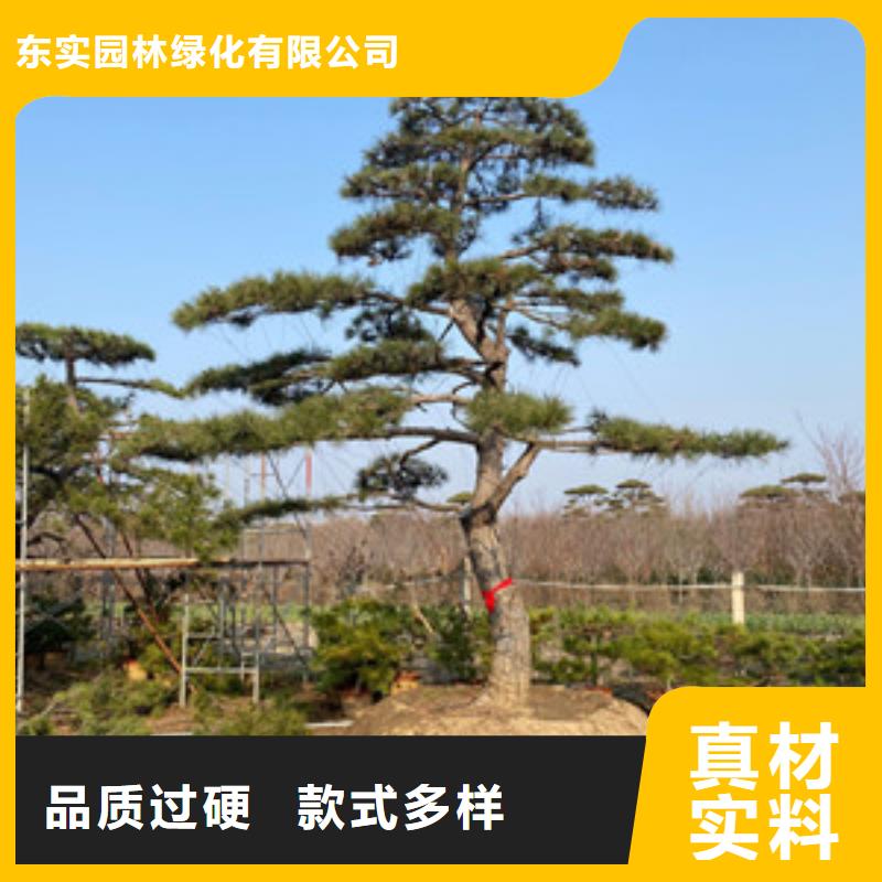 造型松_经营造型松现货交易