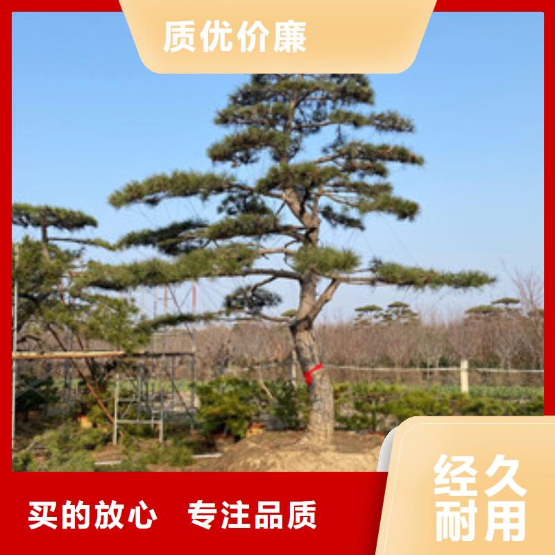 造型松造型松價格多家倉庫發貨