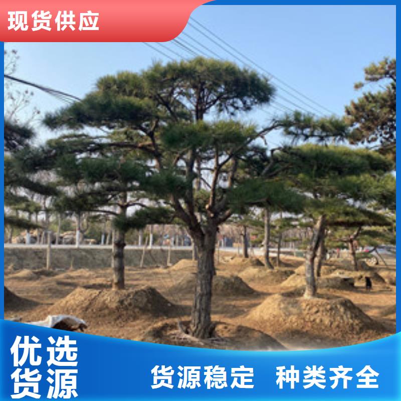  造型松经验丰富品质可靠