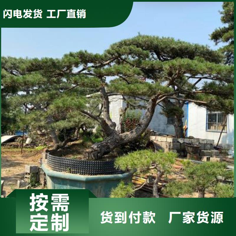 【造型松_平顶松优选好材铸造好品质】