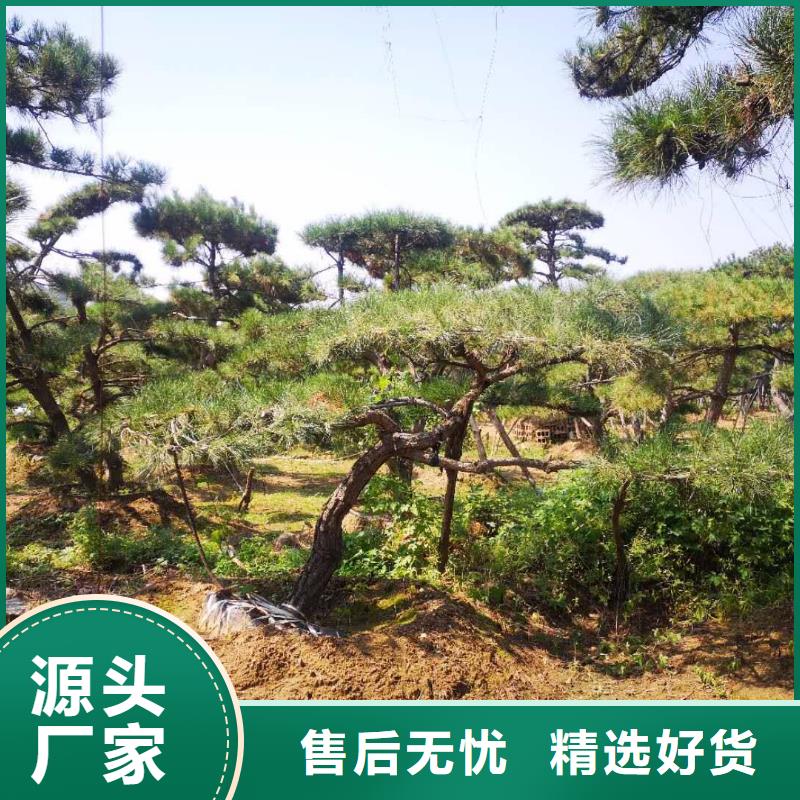 造型黑松批發廠家價格優惠