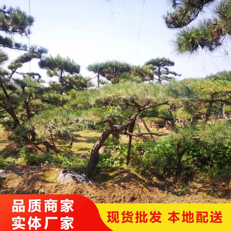 #造型迎客松#到廠參觀