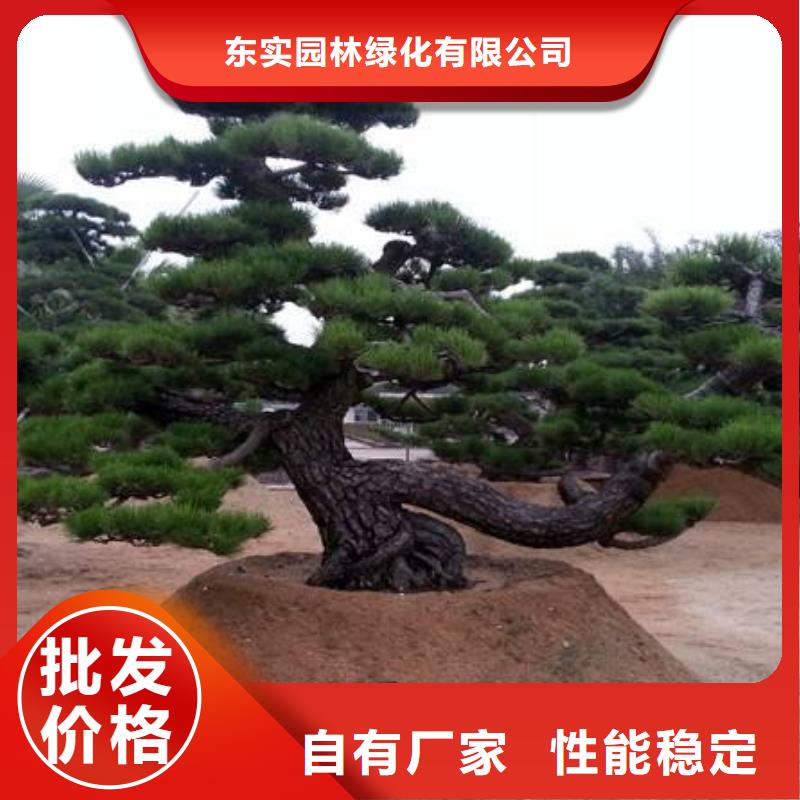造型松-【平頂松】價格低