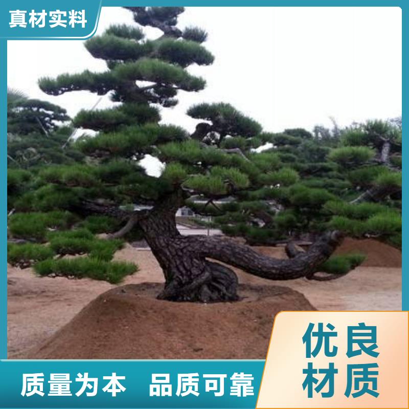 造型松【奇石】可定制有保障