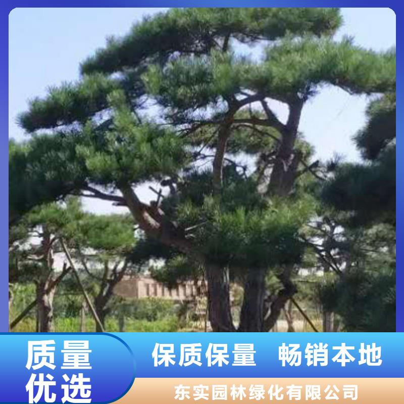 造型松造型油松誠信經營