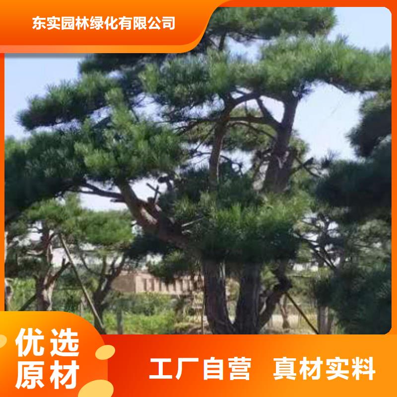 造型松源頭采購