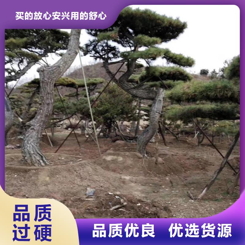 造型油松-造型油松廠家直發