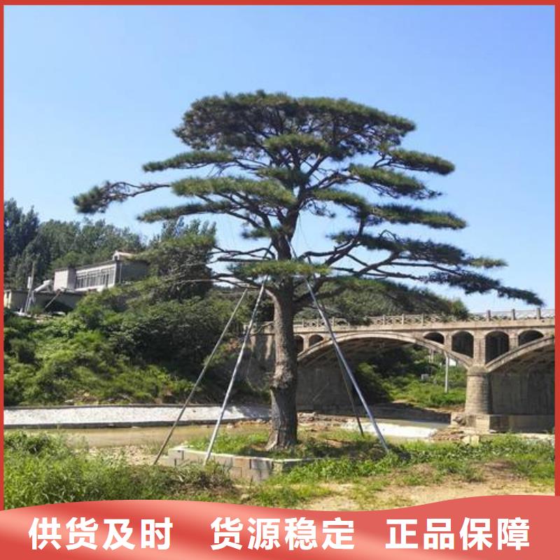 造型松-古樁好貨直供