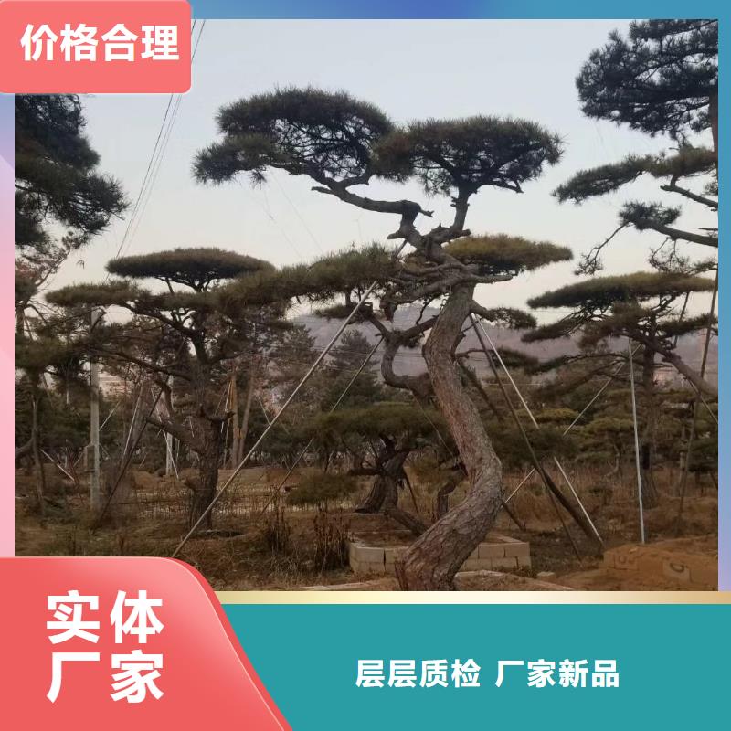 文昌市景觀松、景觀松廠家直銷_大量現貨