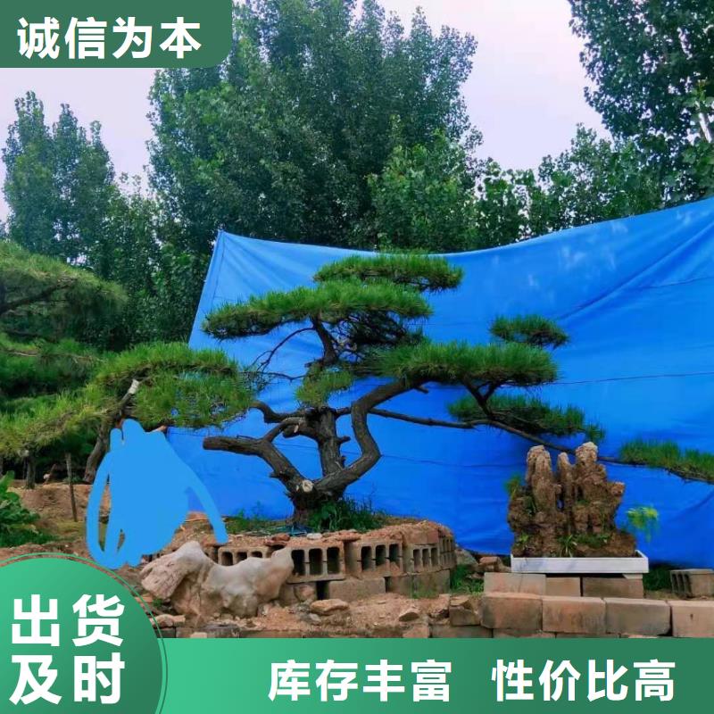異型松廠家，發(fā)貨快