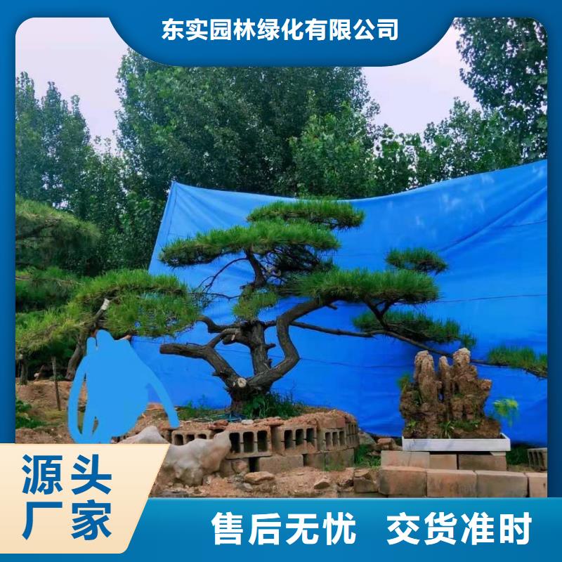 造型松迎客松誠信為本
