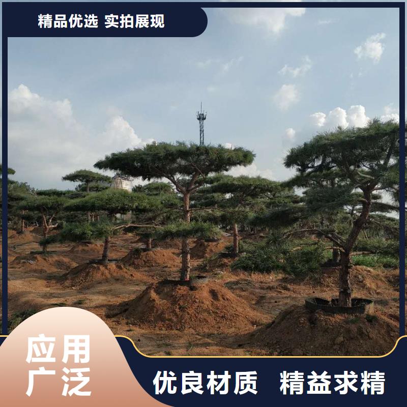 濟(jì)源市造型油松大型生產(chǎn)廠家