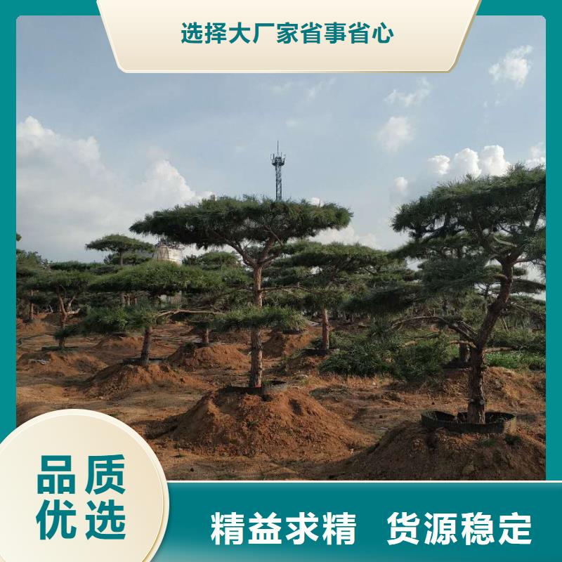  造型松商家直供