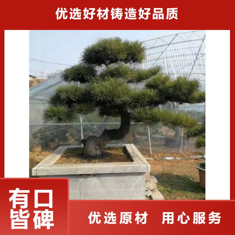 造型松盆景實(shí)力廠家