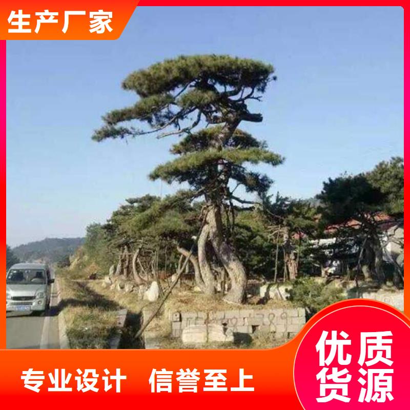 平頂松資質(zhì)齊全