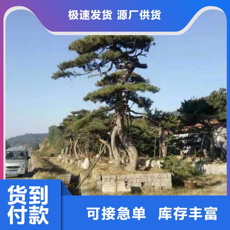 泰山松行業(yè)品牌廠家