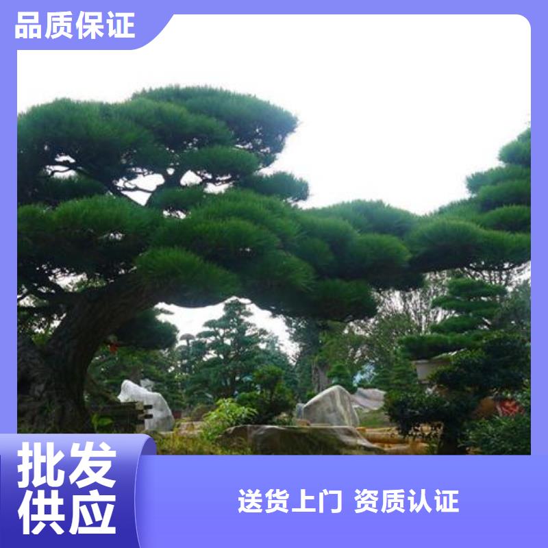  造型松国标检测放心购买