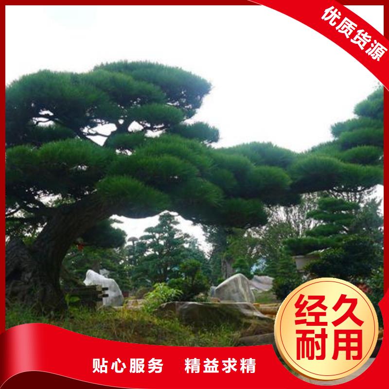 造型松 平顶松源头厂家