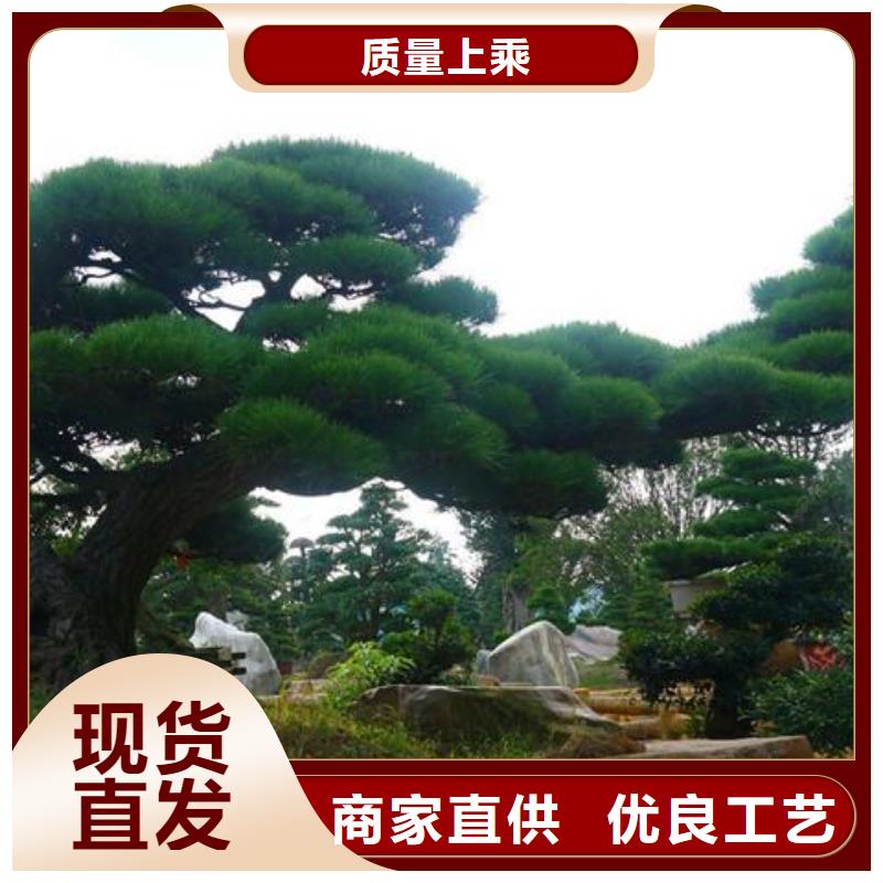 造型松【黑松】發貨及時
