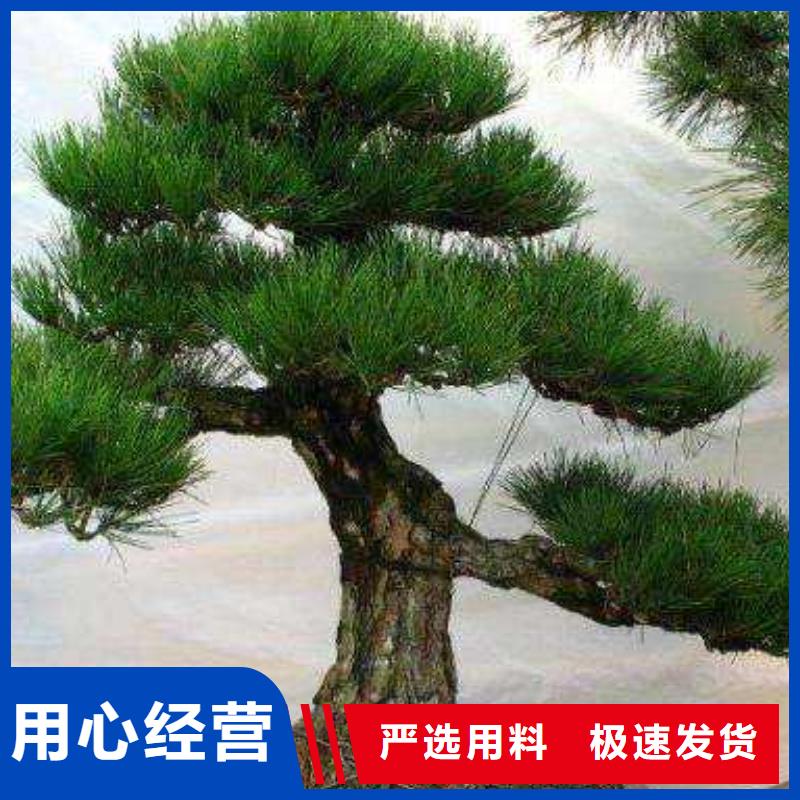 油松-油松口碑好