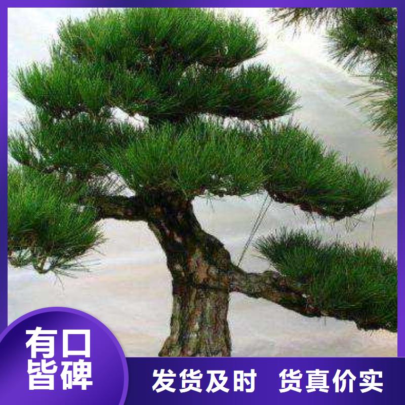  造型松品质过硬