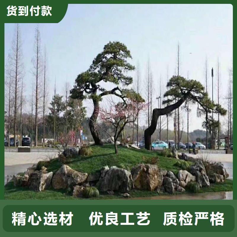 平頂松資質(zhì)齊全