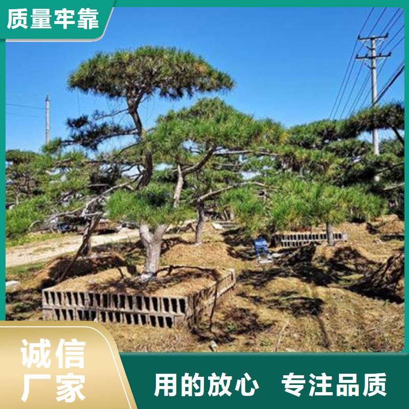 好看造型松種植能手